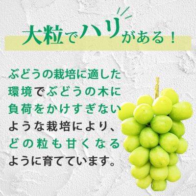 【先行受付2026年発送】長野県東御市産シャインマスカット2房　1.1kg以上
