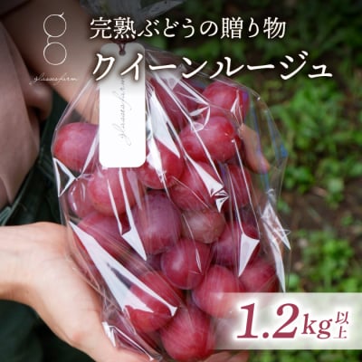 �y��s��t2026�N�����z���n�Ԃǂ��̑��蕨(�N�C�[�����[�W��(R) 1.2kg�ȏ�(2�`3�[))