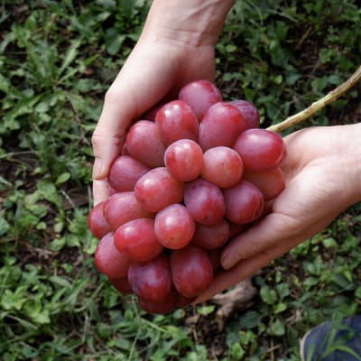 【先行受付2026年発送】完熟ぶどうの贈り物(クイーンルージュ(R) 1.2kg以上(2～3房))