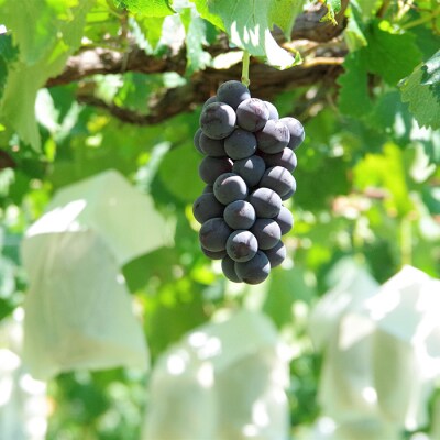 【先行受付2026年発送】完熟ぶどうの贈り物(種なし巨峰4～5房、2kg以上)