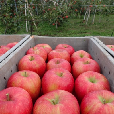 【先行受付2026年発送】農家直送!自家用りんご シナノスイート　5kg (約12～18個)