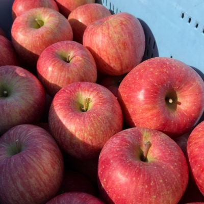 【先行受付2026年発送】農家直送!自家用りんご サンふじ　5kg (約12～18個)|のららぼ農園