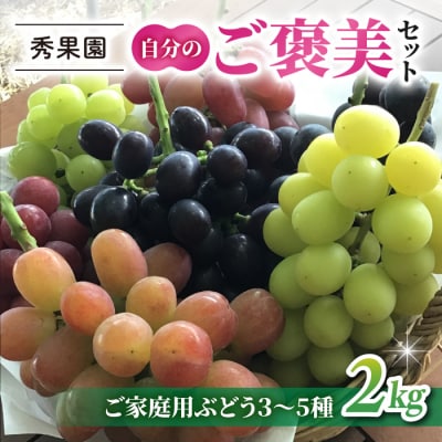 【先行受付2026年発送】自分のご褒美セット2kg(ご家庭用ぶどう3～5種、計2kg)|秀果園