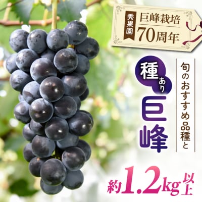 【先行受付2026年発送】巨峰栽培70周年記念セット(計2～4房、約1.2kg～1.5kg)|秀果園