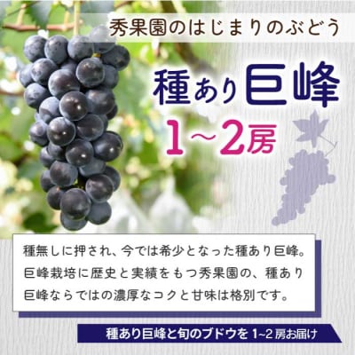 【先行受付2026年発送】巨峰栽培70周年記念セット(計2～4房、約1.2kg～1.5kg)|秀果園