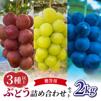 【2026年先行受付】農家直送!贈答用ぶどう詰め合わせセット 2kg(4～7房)|おぎはら園