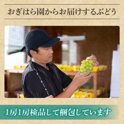 【2026年先行受付】農家直送!贈答用ぶどう詰め合わせセット 3kg(6～10房)|おぎはら園