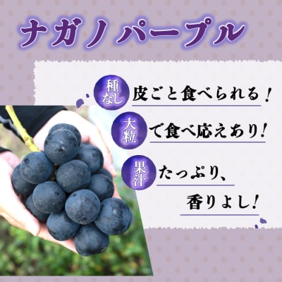 【先行受付2026年発送】2種の種なしぶどうセット(クイーンセブン・ナガノパープル) 合計2房セット