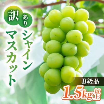 【先行受付2026年発送】訳アリシャインマスカット B級品　1.5kg以上|あおさく農園