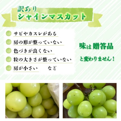 【先行受付2026年発送】訳アリシャインマスカット B級品　1.5kg以上|あおさく農園
