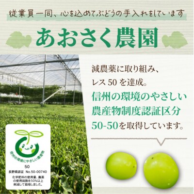 【先行受付2026年発送】訳アリシャインマスカット B級品　1.5kg以上|あおさく農園