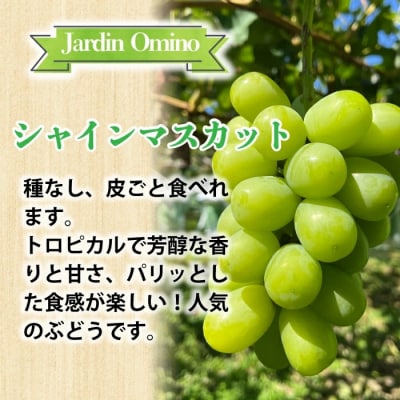 【先行受付2026年発送】シャインマスカット&クイーンルージュ(R) プレミアム 3房 