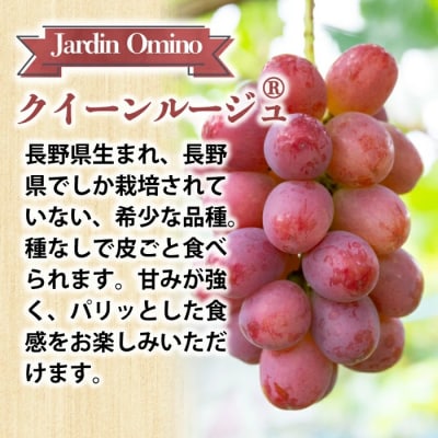 【先行受付2026年発送】シャインマスカット&クイーンルージュ(R) プレミアム 3房 