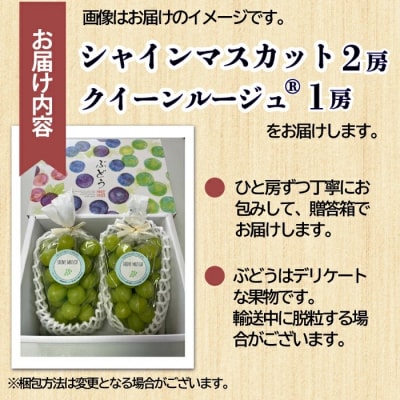 【先行受付2026年発送】シャインマスカット&クイーンルージュ(R) プレミアム 3房 