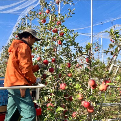 リンゴ農家が本気で作ったストレートジュース(サンふじ)1L×3本|のららぼ農園 