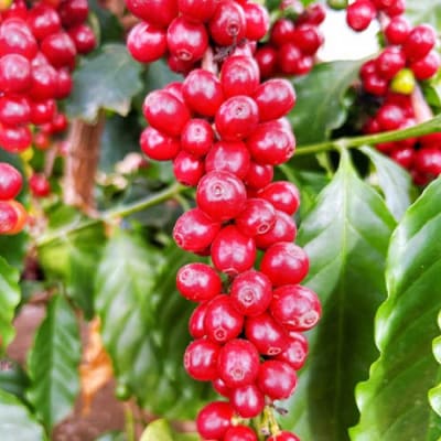 国産コーヒー収穫体験4名様分 20,000円分 |コーヒーチェリー 収穫 試飲 体験