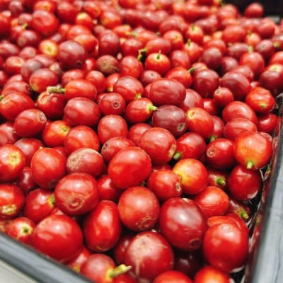 国産コーヒー収穫体験4名様分 20,000円分 |コーヒーチェリー 収穫 試飲 体験