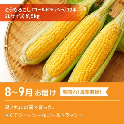 【2回定期便】旬の味覚定期便(農家直送!とうもろこし12本・シャインマスカット2房)