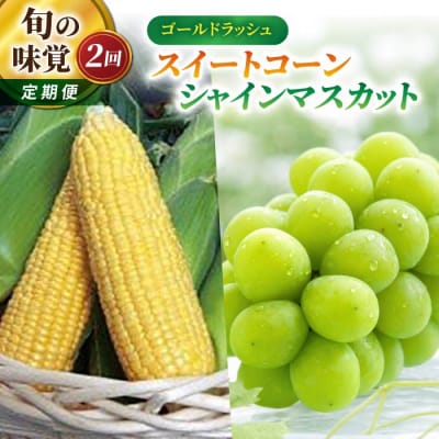 【2回定期便】旬の味覚定期便(フルーツみたいなイエロースイートコーン15本・シャインマスカット2房)