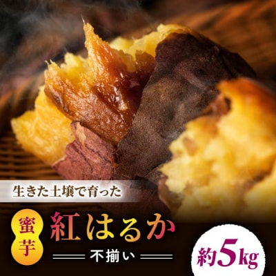 【不揃い】生きた土壌で育った『蜜芋 紅はるか 5kg』|里山JAPAN さつまいも