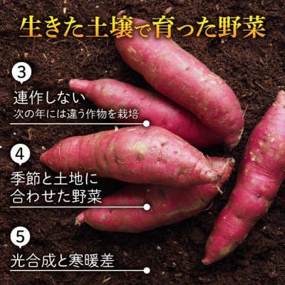 【不揃い】生きた土壌で育った『蜜芋 紅はるか 5kg』|里山JAPAN さつまいも