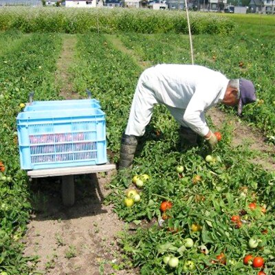 契約農家が露地栽培した完熟トマトジュース〔加塩〕 190g×30缶 n-0008
