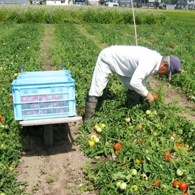 契約農家が露地栽培した完熟トマトジュース〔加塩〕 190g×30缶 n-0008