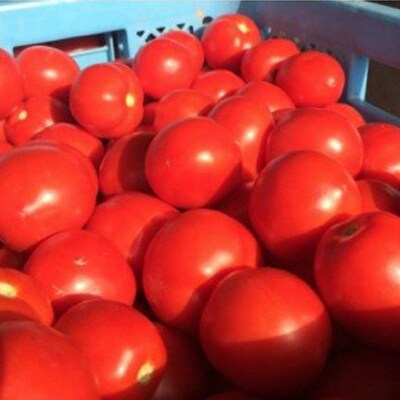 【定期便】完熟トマトジュース(加塩)190g×90缶×4回配送(3ヵ月毎) n-0035