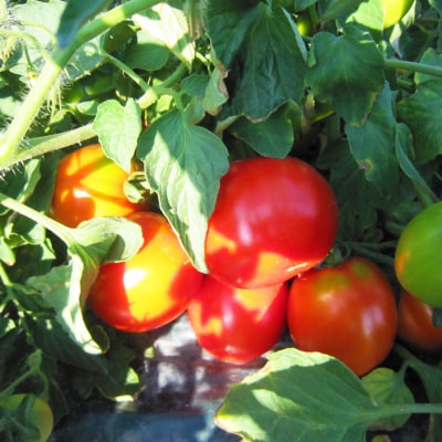 プレミアム完熟トマトジュース〔無塩〕190g×30缶 数種類のトマトをブレンド n-0079