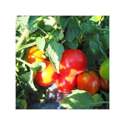 完熟トマトジュース飲み比べ90本セットA(各種30本ずつ) n-0098