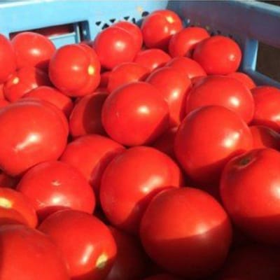 完熟トマトジュース飲み比べ15本セット(各種5本ずつ) 4009-04