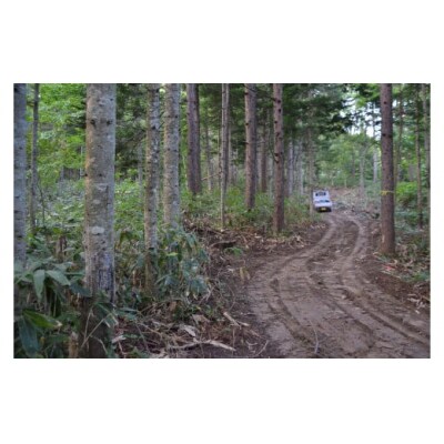 スウェーデントーチ(モデル「キャンドル」)白樺樹皮・五徳・追いだき用カラマツ薪付き n-0085