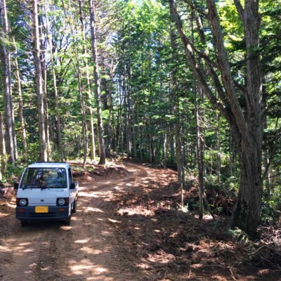 沼田町産 広葉樹ミックス薪 長さ約30cm 10kg キャンプ アウトドア用品 n-0090