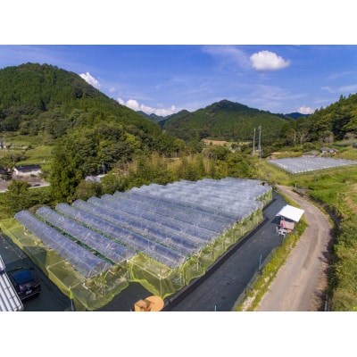 【先行受付 2026年発送】ナガノパープル2房セット