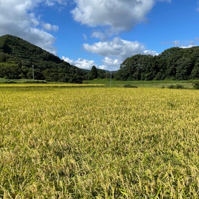 特別栽培米「糸原家のお米」高野町産コシヒカリ10キロ(5キロ×2袋)(精米)