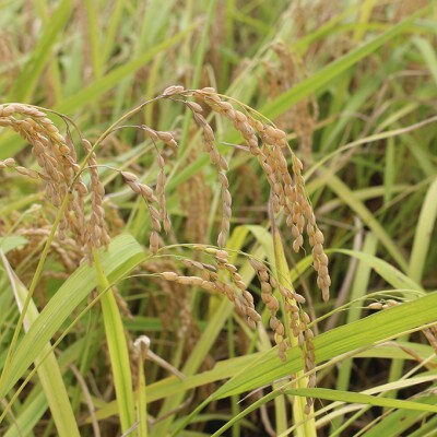 【毎月定期便】特別栽培米「糸原家のお米」高野町産コシヒカリ5キロ(玄米)全6回