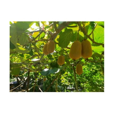 キウイフルーツ(香緑)