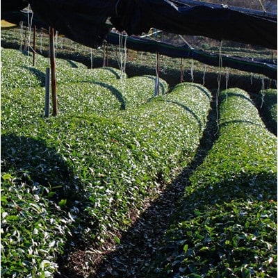 2024年産　一番茶 宇治煎茶540g(90g×6袋)