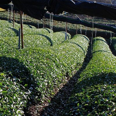 2022年1月発送開始『定期便』2021年産 一番茶 宇治煎茶600g(100g×6袋)全2回
