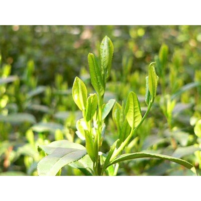 森半 宇治産 手摘み玉露　80g