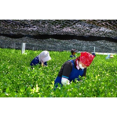 宇治玉露だんご茶　100g