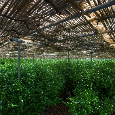 【宇治産茶葉100%】伝統宇治碾茶(うじてんちゃ)　抹茶(まっちゃ)　40g入(20g詰め×2袋)