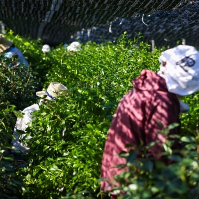 【宇治産茶葉100%】伝統宇治碾茶(うじてんちゃ)　抹茶(まっちゃ)　40g入(20g詰め×2袋)