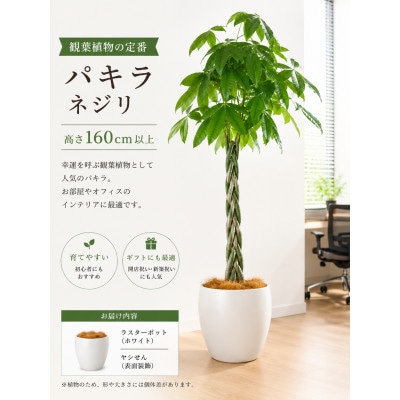 パキラねじり10号サイズ