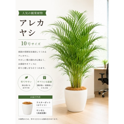 観葉植物 アレカヤシ 10号 ラスターポット(白プラスチック鉢カバー・ヤシの繊維付)
