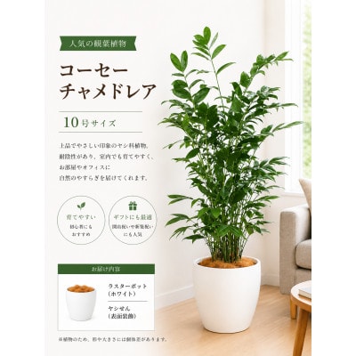 観葉植物 コーセーチャメドレア 10号 ラスターポット(白鉢カバー・ヤシの繊維付)