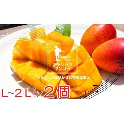  完熟マンゴー(L～2L×2個)No.1195-4