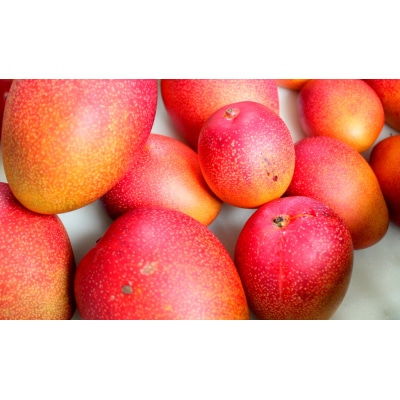  完熟マンゴー(L～2L×2個)No.1195-4