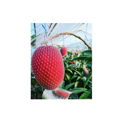 キングサイズの完熟マンゴー(No.3043-2)