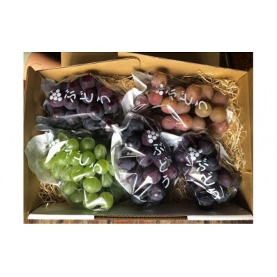 ぶどう食べ比べセット《1ケース 3～6房》約2kg入り(No.1356-1)